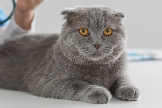 Pimobendan for Cats: Overview, Dosage & Side Effects