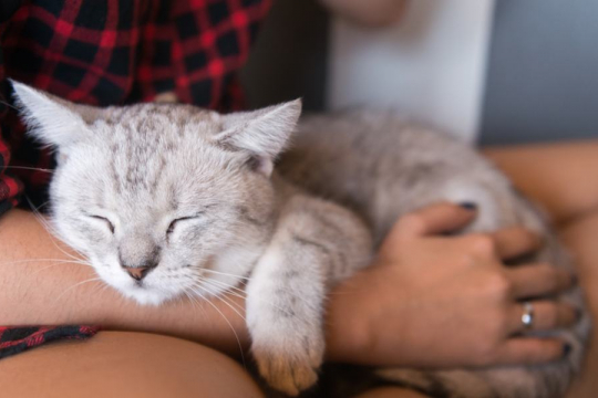 Why Does My Cat Sleep on Me?