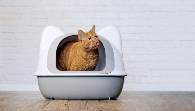 Why Is My Cat Peeing a Lot?