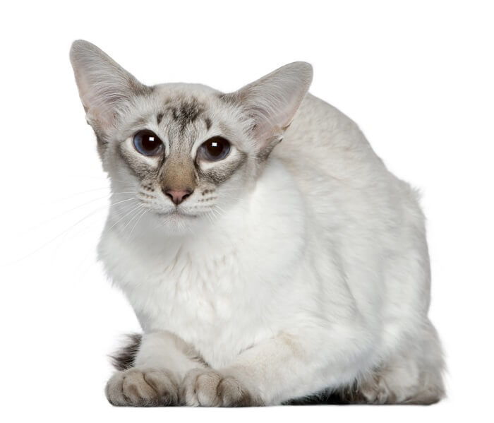 cat breeds that live the longest