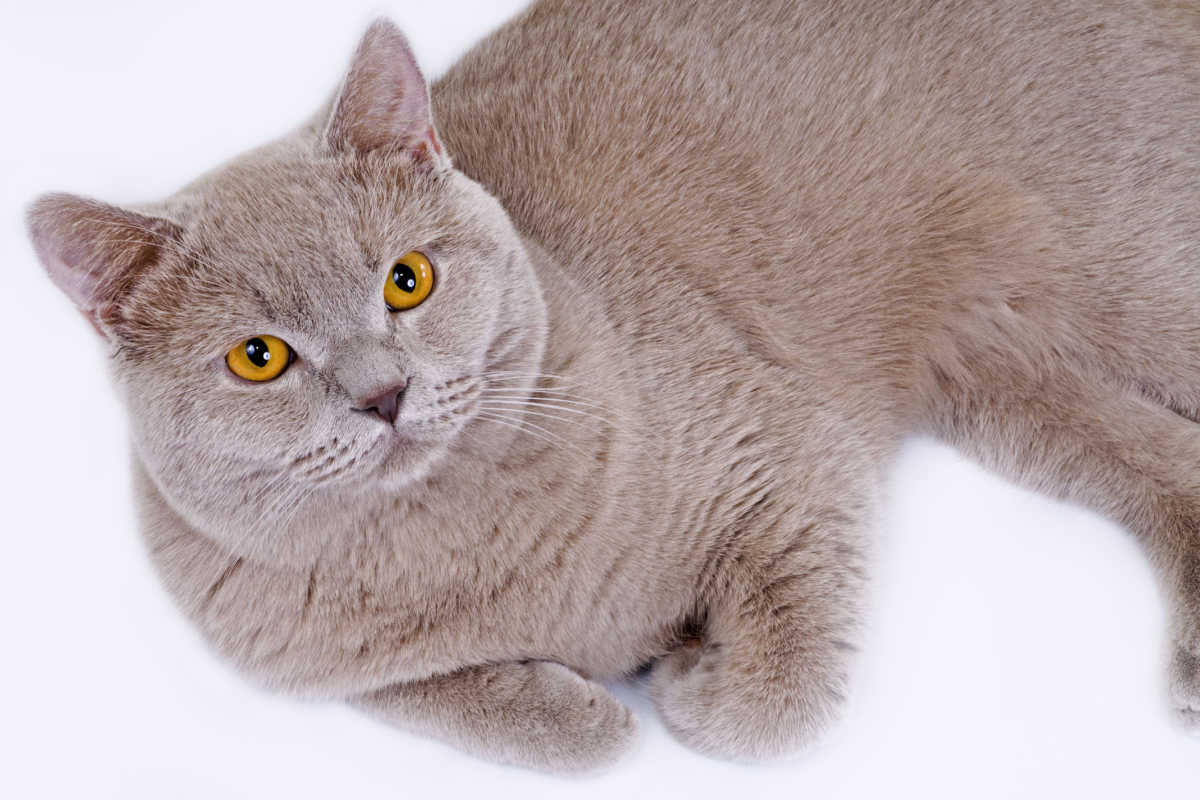Lilac colored British Shorthair cat