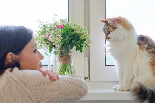 How To Apologize to a Cat