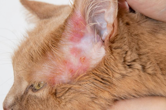 Bacterial Infections in Cats: Causes, Symptoms, & Treatment