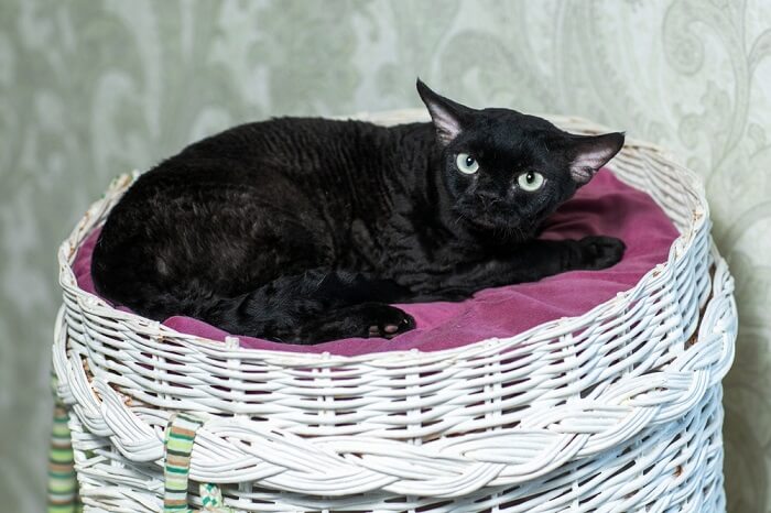 Distinctive black Devon Rex cat with its curly coat and captivating gaze
