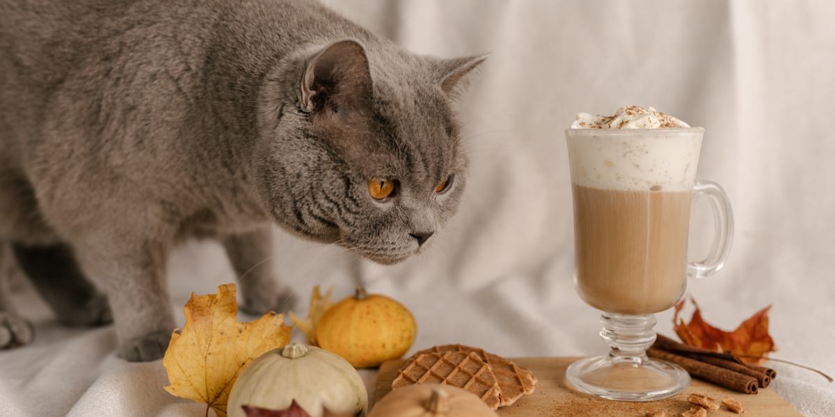 A cat near a container of cinnamon, with the question of whether cats can eat cinnamon.