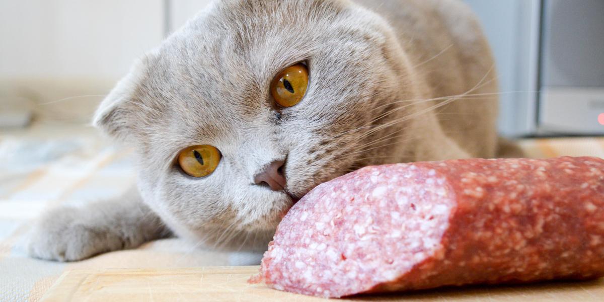 Questioning the possibility of cats eating salami, an image highlighting a common query about feline diets.