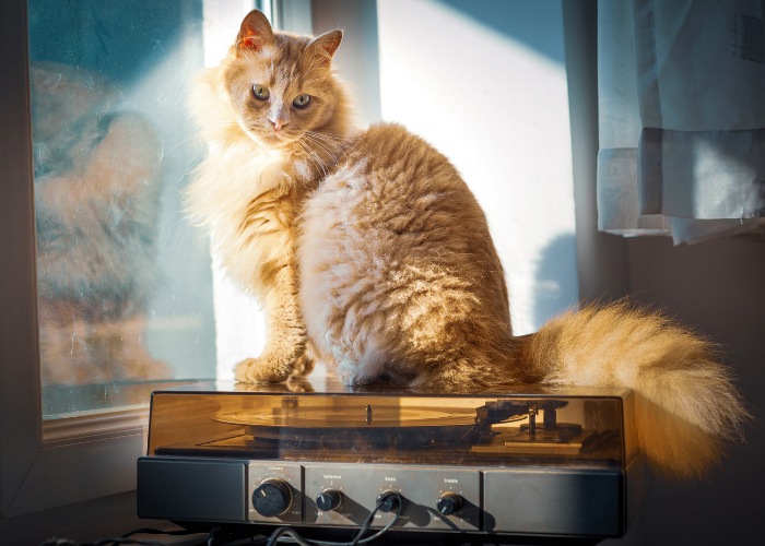An artistic image featuring a cat alongside a record player.