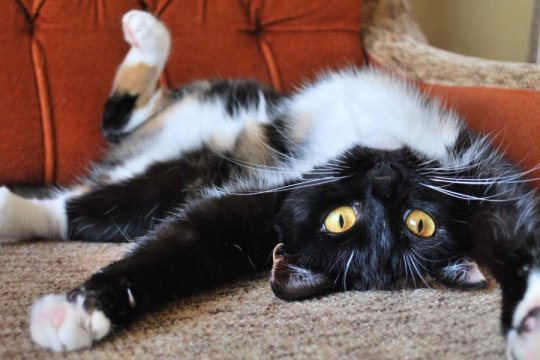 200 Best Black and White Cat Names With Meaning