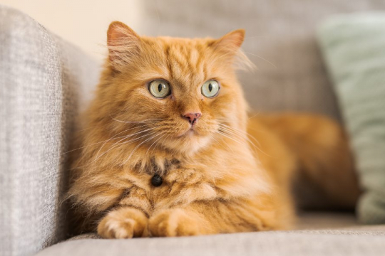 How To Get Rid Of Cat Pee Smell?