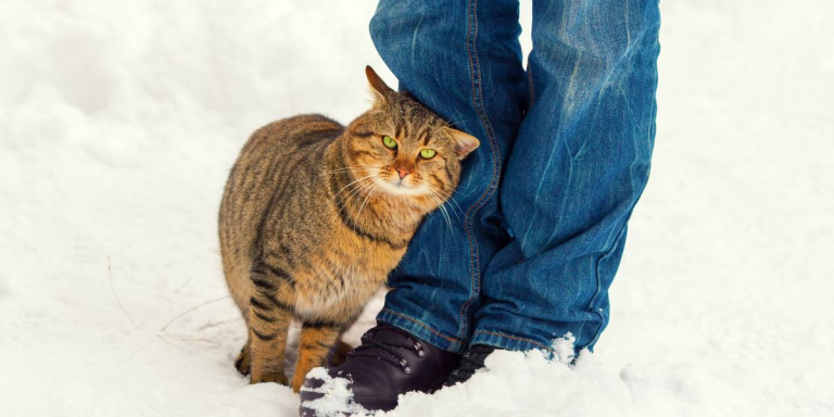 What Does It Mean When a Cat Rubs Against You?