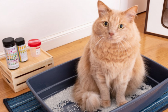 Polycystic Kidney Disease in Cats: Causes, Symptoms, and Treatment