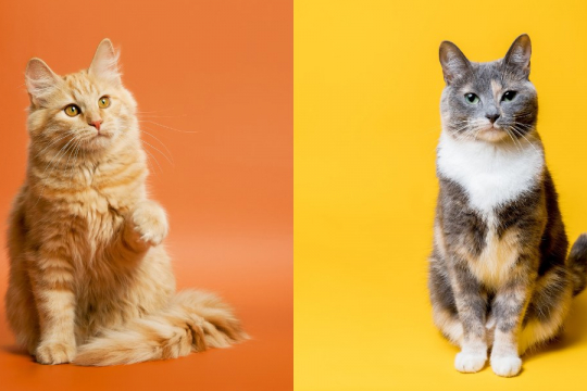 What Colors Do Cats Like Most?