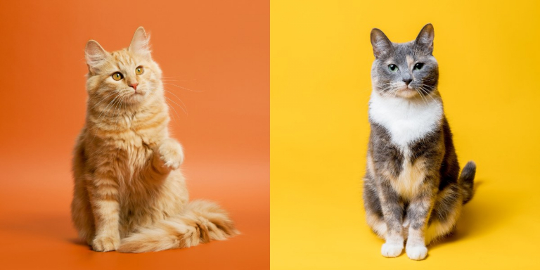 What Colors Do Cats Like Most?