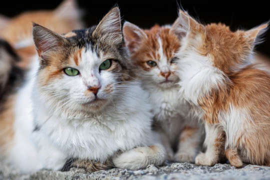 What's the Difference Between a Stray Cat and a Feral Cat?