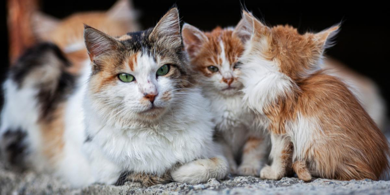 What’s the Difference Between a Stray Cat and a Feral Cat?