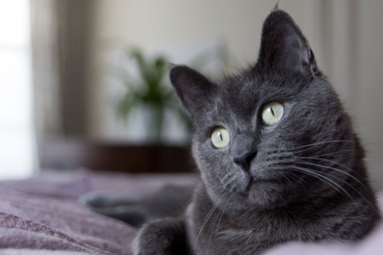 300 Best Grey Cat Names