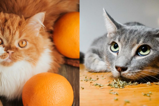 21 Life Hacks For Cat Owners