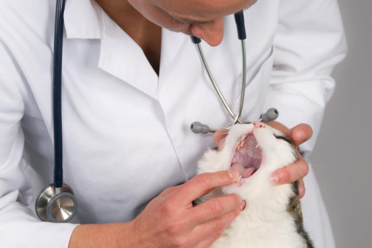 Mouth Ulcers in Cats: Causes, Symptoms, and Treatment
