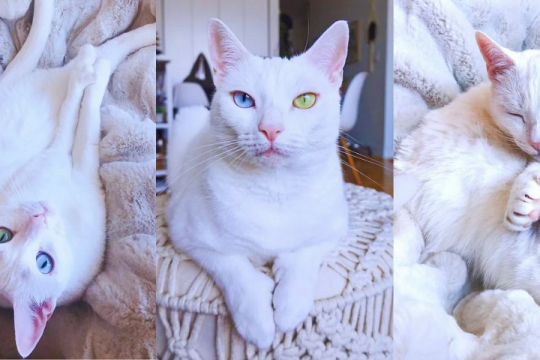 Abandoned Special Needs Cat Transforms Into A Warrior Princess