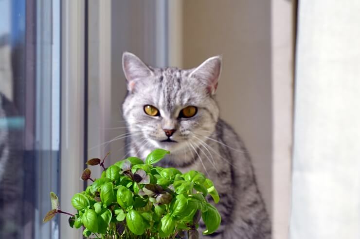 Feline companion with a sprig of basil
