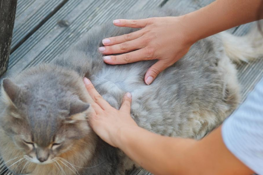 Vectra for Cats: Overview, Dosage & Side Effects