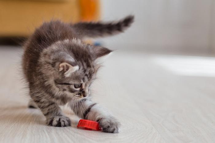 An image illustrating a cat exhibiting playful behavior, showcasing its agility and enthusiasm in a moment of active engagement.