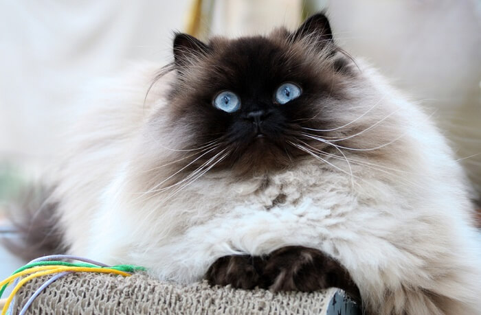 An image of a Colorpoint Shorthair cat, displaying its vibrant coat colors and distinctive point markings.