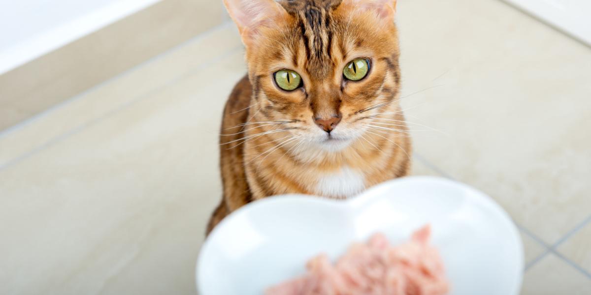 The owner feeds his Bengal cat with canned tuna food.
