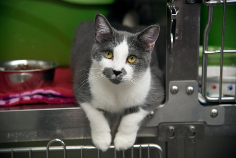 Can I Change My Adopted Cat’s Name?