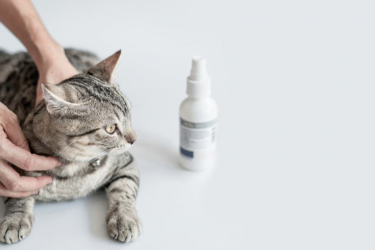 Tresaderm for Cats: Overview, Dosage & Side Effects