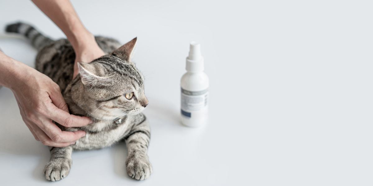 A person is petting a cat with a spray bottle.