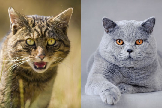 Why Do Male Cats Have Big Heads?