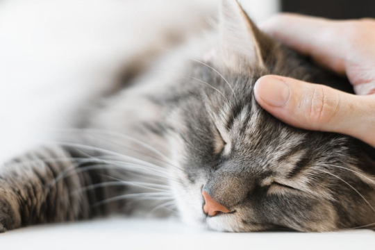 How To Make a New Cat Feel at Home in 8 Simple Steps