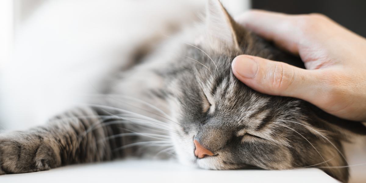 Serene and tranquil cat resting peacefully, exuding a sense of calmness and relaxation in its surroundings.