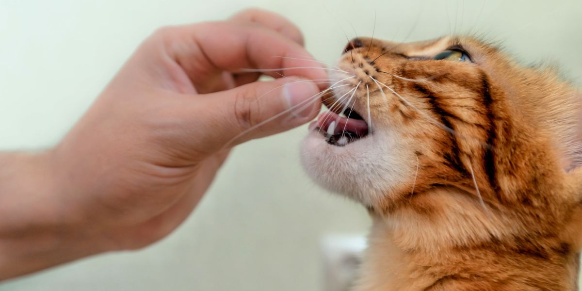 An enticing image featuring a cat with a variety of treats.