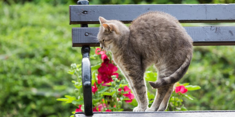 Why Do Cats Arch Their Backs? Top 8 Reasons