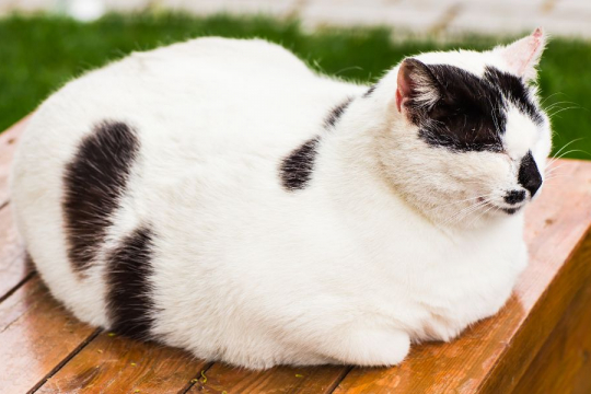 Why Do Cats Sit Like a Loaf?