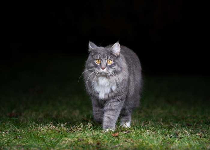 A cat walking outside at night, illuminated by the moonlight.