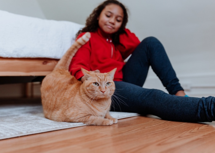 reasons why cats put their butt in your face