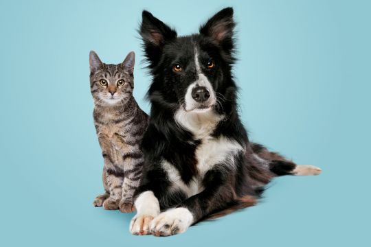 Are Cats Smarter Than Dogs? Scientists Finally Have the Answer