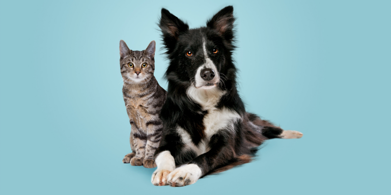 Are Cats Smarter Than Dogs? Scientists Finally Have the Answer