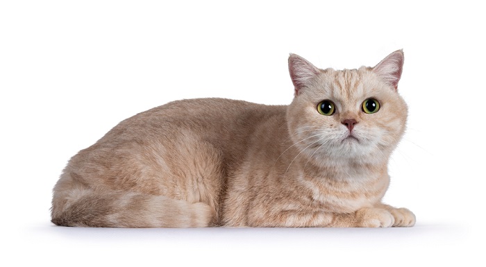 Sweet,Shy,Creme,British,Shorthair,Cat,,Laying,Side,Ways.,Looking