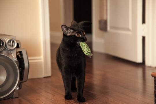 8 Purrfect Games You Can Play With Your Cat