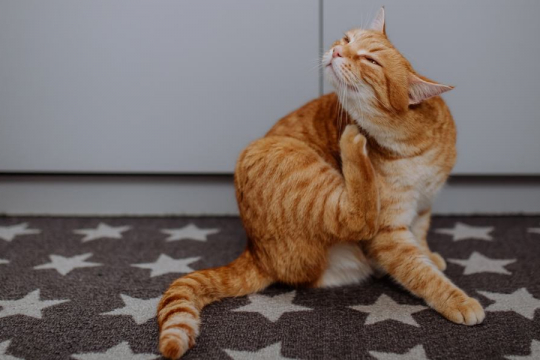 Revolution Plus for Cats: Overview, Dosage & Side Effects