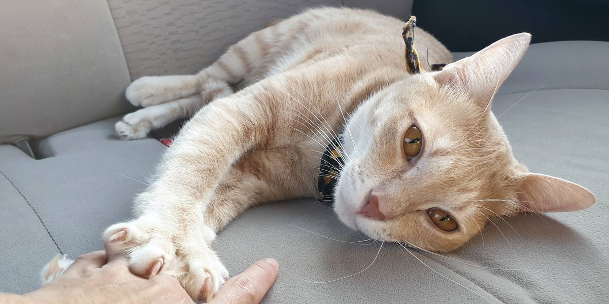 The image captures the soothing and instinctual behavior of a cat kneading, often associated with comfort and relaxation.