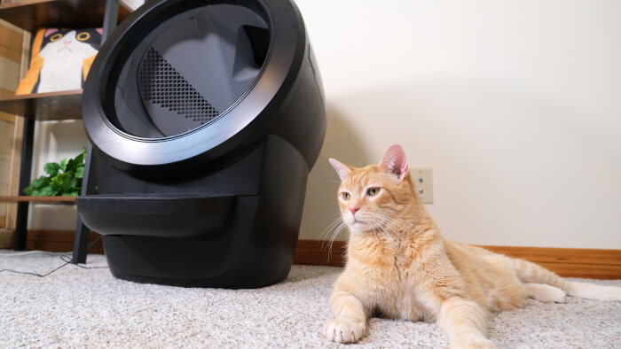 Litter Robot 4 Review Feature