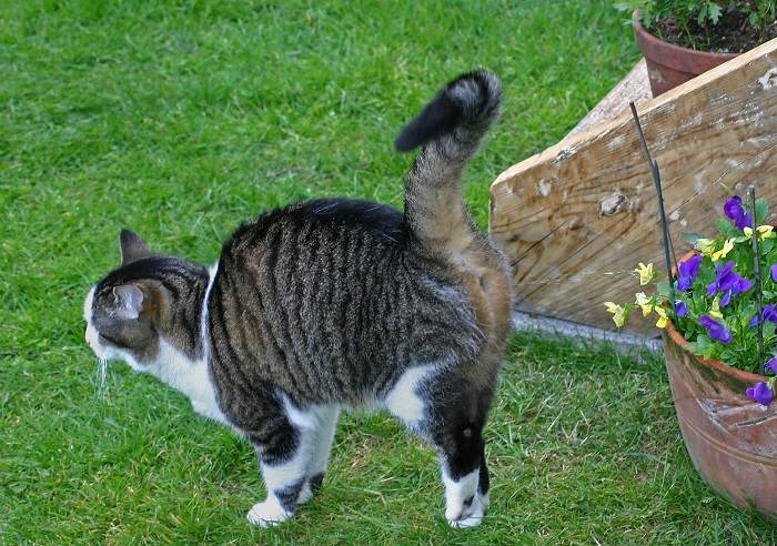 A tabby cat marking its territory by spraying on flowers.