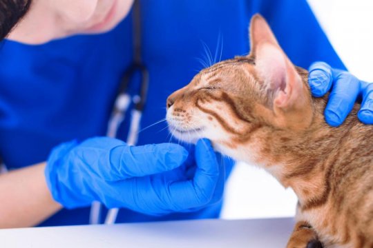 Enlarged Lymph Nodes (Lymphadenopathy) In Cats: Causes, Symptoms, and Treatment