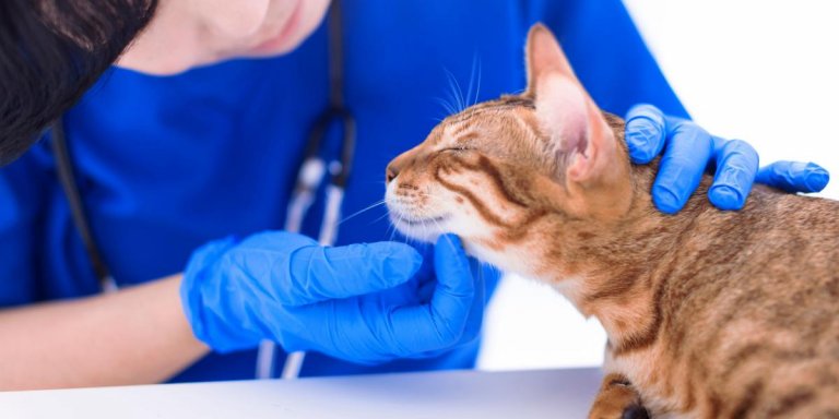 Enlarged Lymph Nodes (Lymphadenopathy) In Cats: Causes, Symptoms, and Treatment