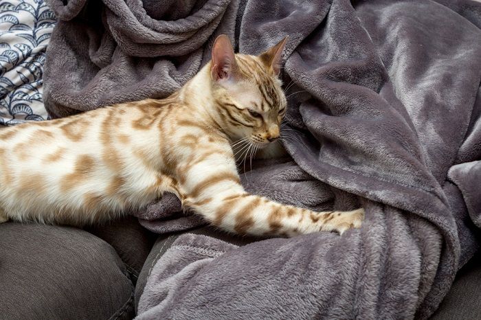 Image depicting a cat engaged in kneading behavior, commonly known as 'making biscuits.'